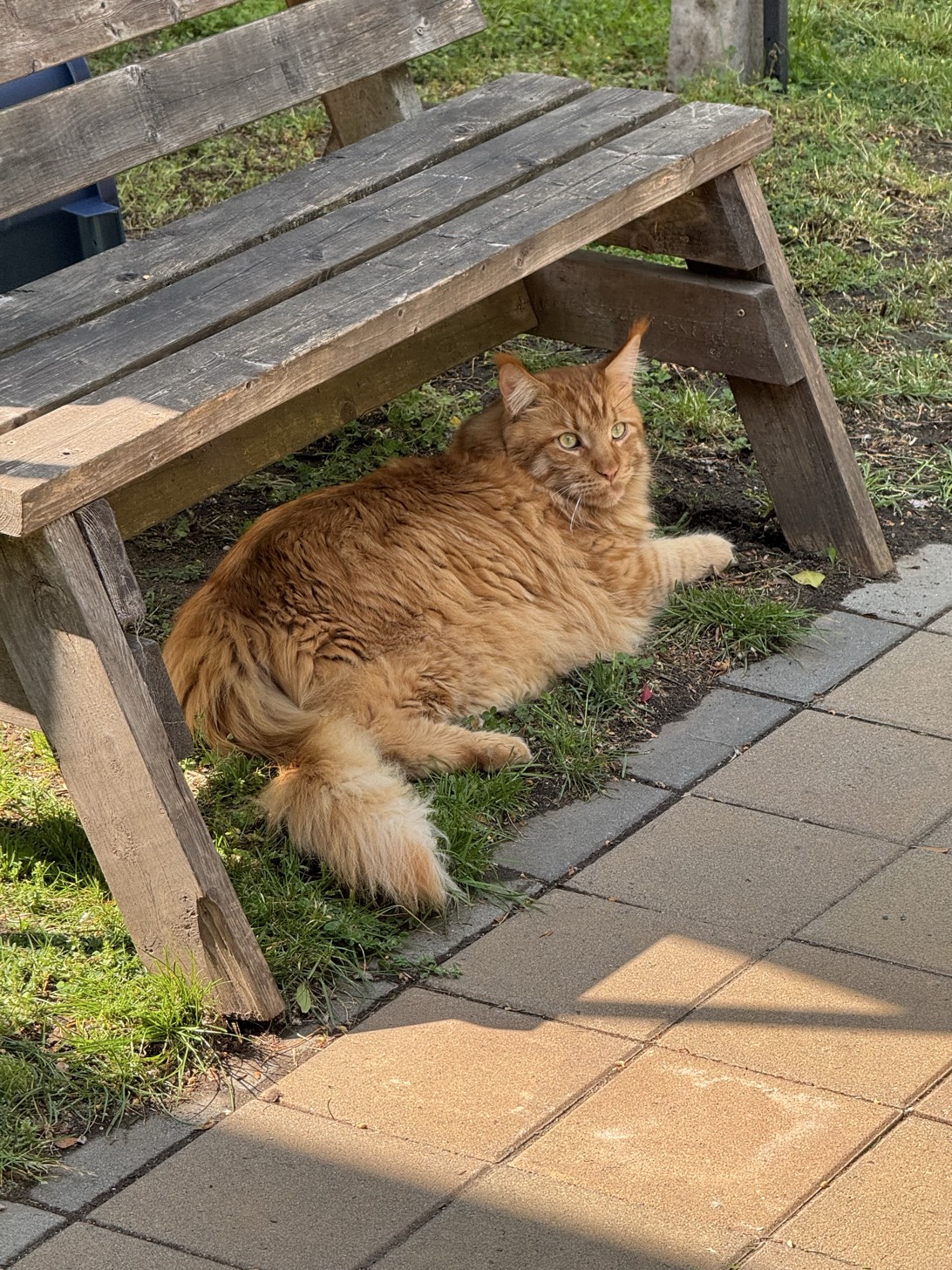 Leo, a cat found on Chonk Finder