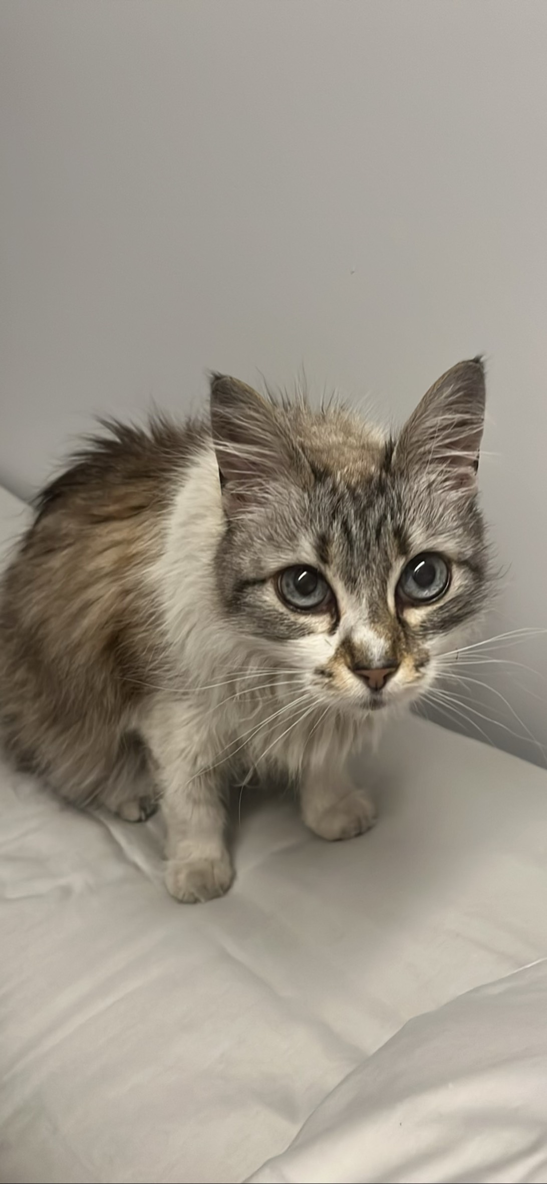 Nina Cat, a cat found on Chonk Finder