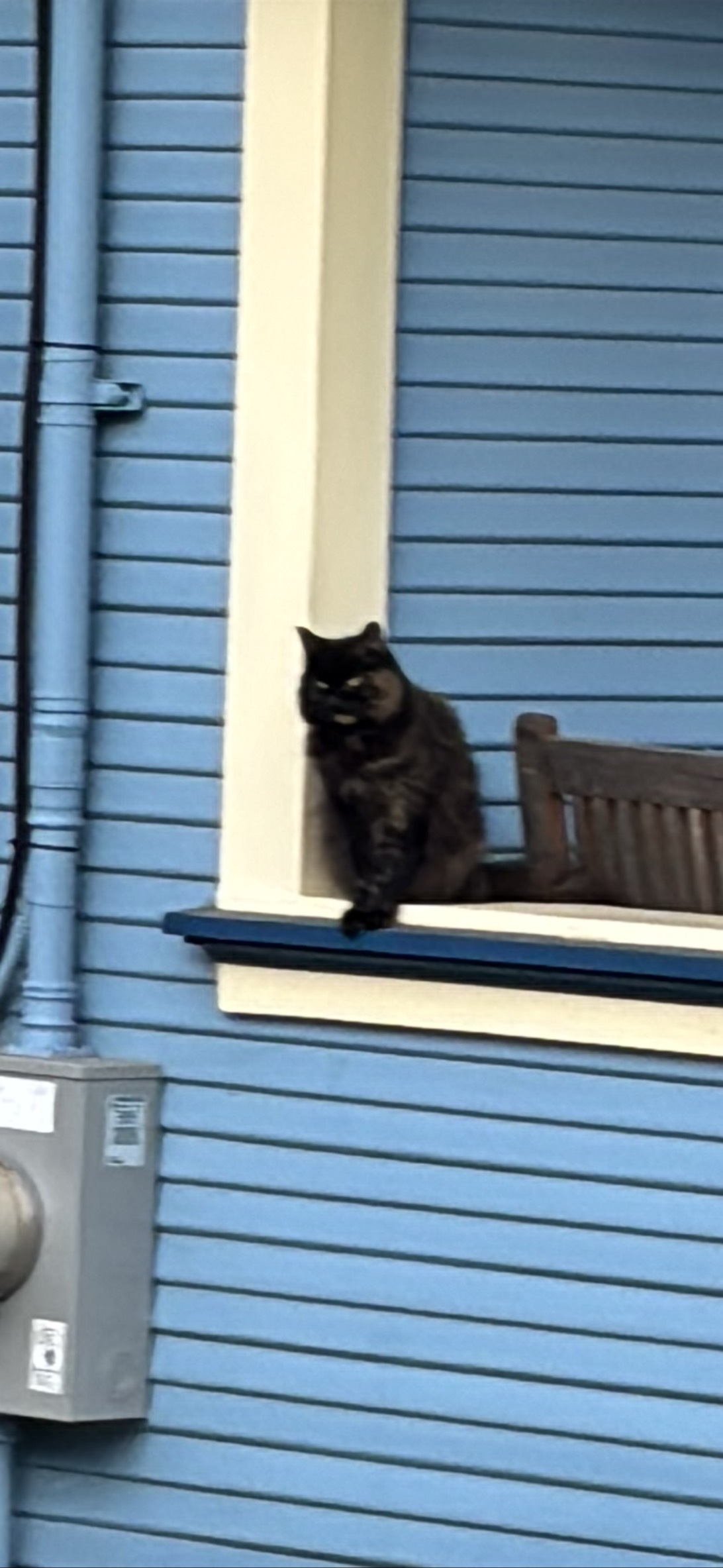 Blue, a cat found on Chonk Finder