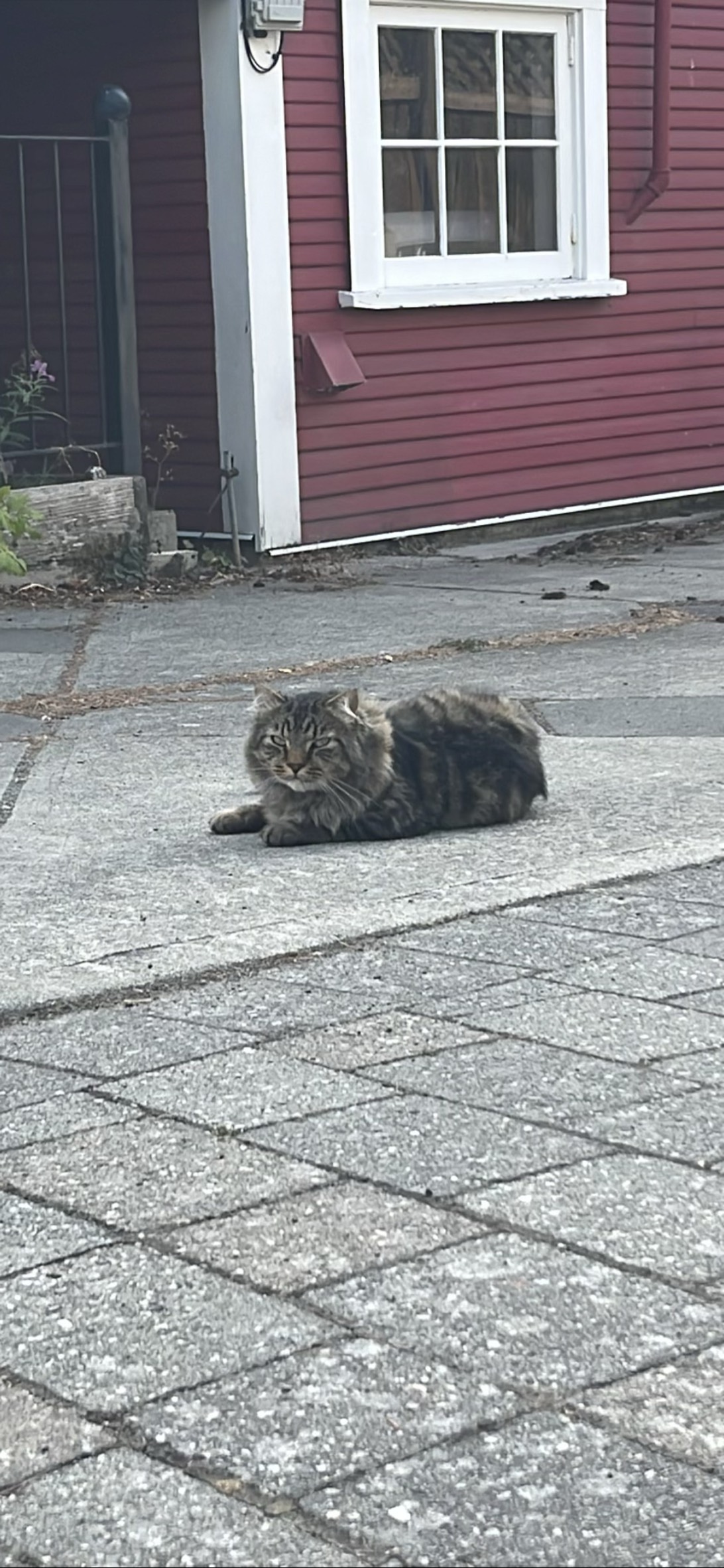 Stumperton, a cat found on Chonk Finder