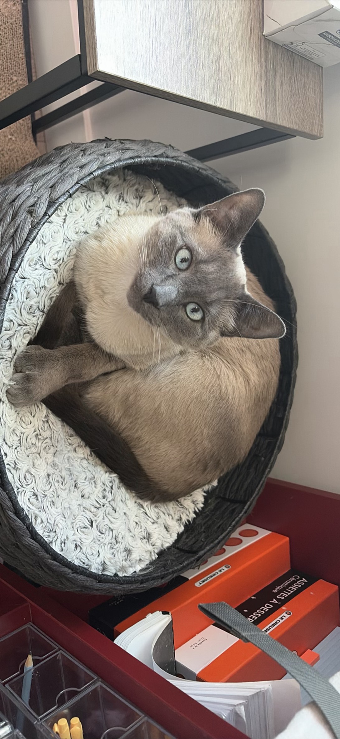 Nimbus, a cat found on Chonk Finder
