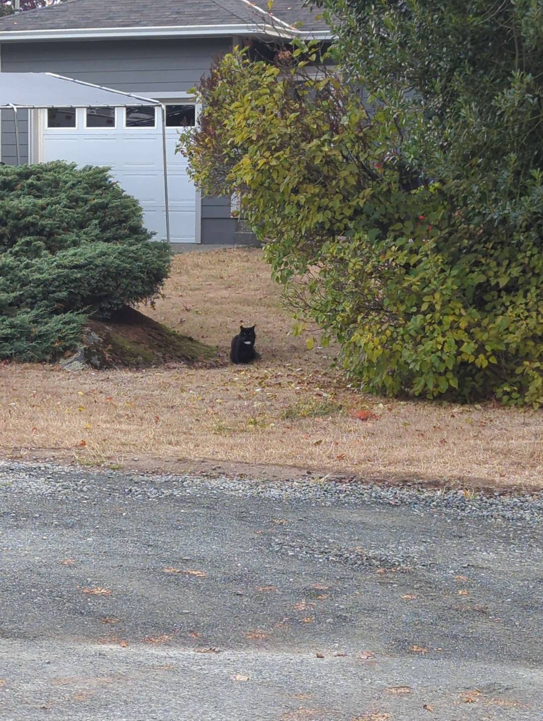 Tuxedo Timothy, a cat found on Chonk Finder