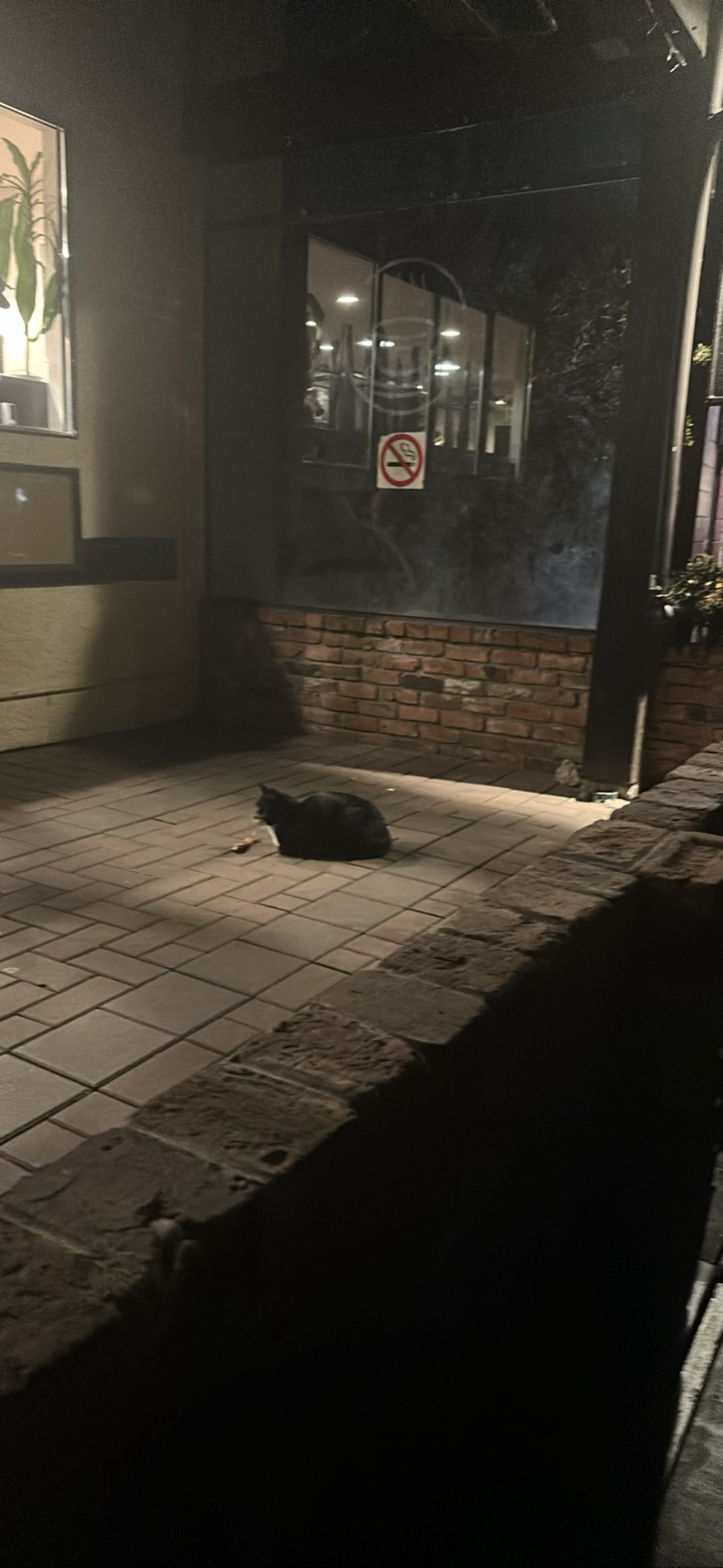 Moka Mate, a cat found on Chonk Finder
