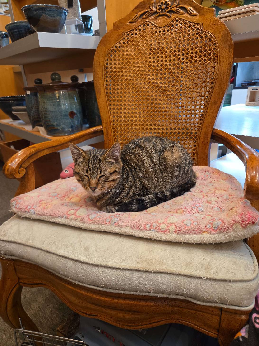 Yonaghan, a cat found on Chonk Finder