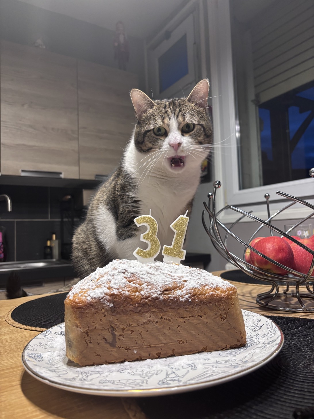 Shadow, a cat found on Chonk Finder