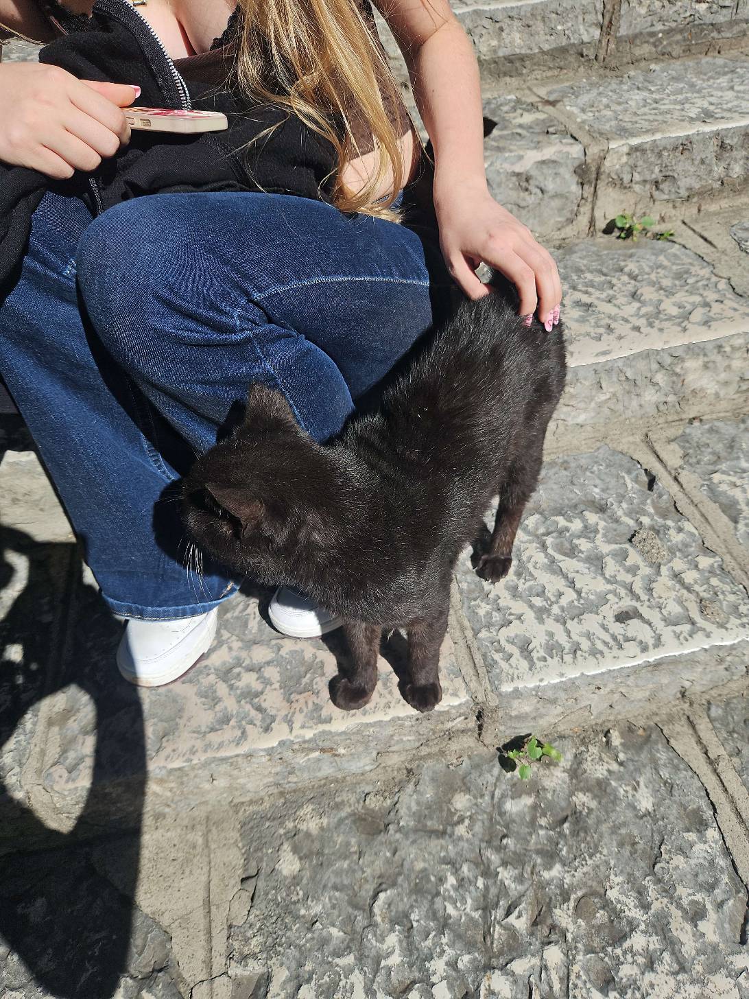 Blacki, a cat found on Chonk Finder