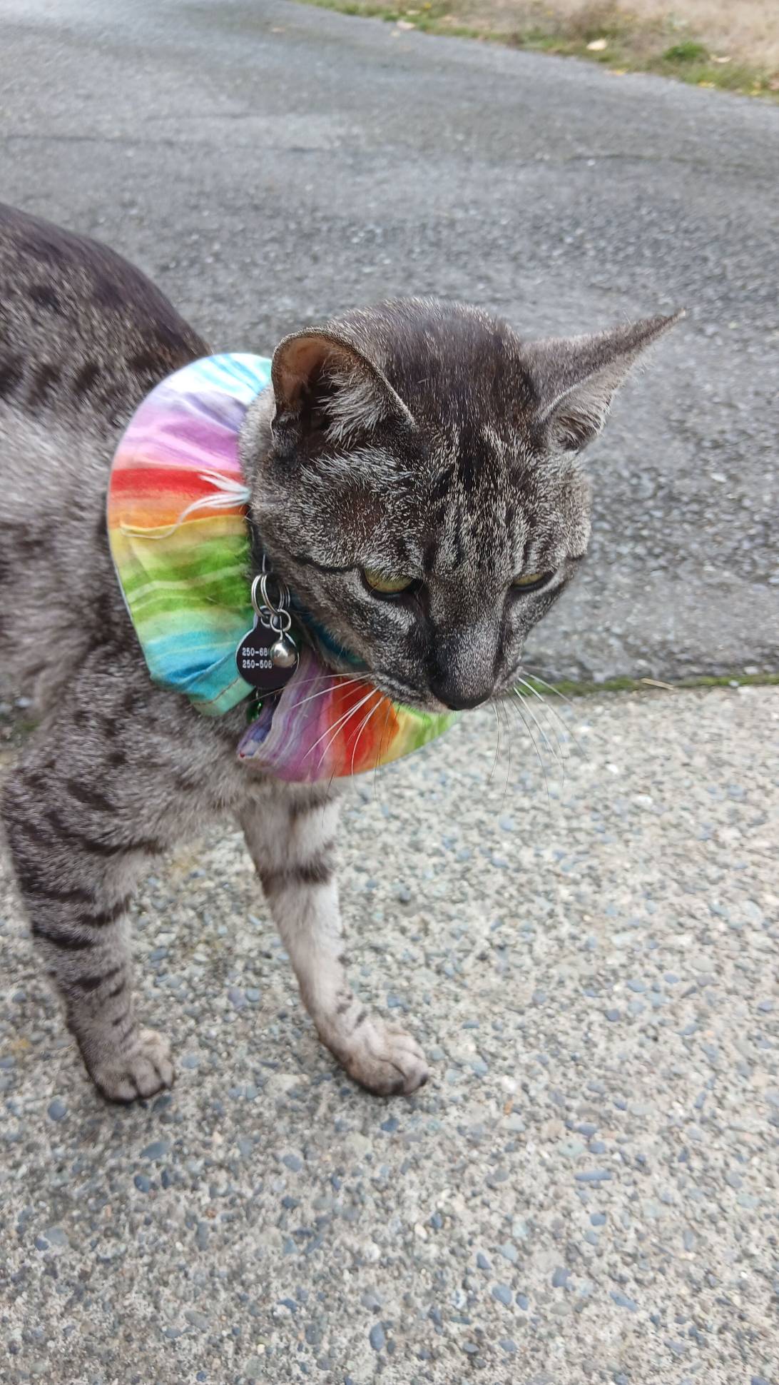 US Marshal, a cat found on Chonk Finder