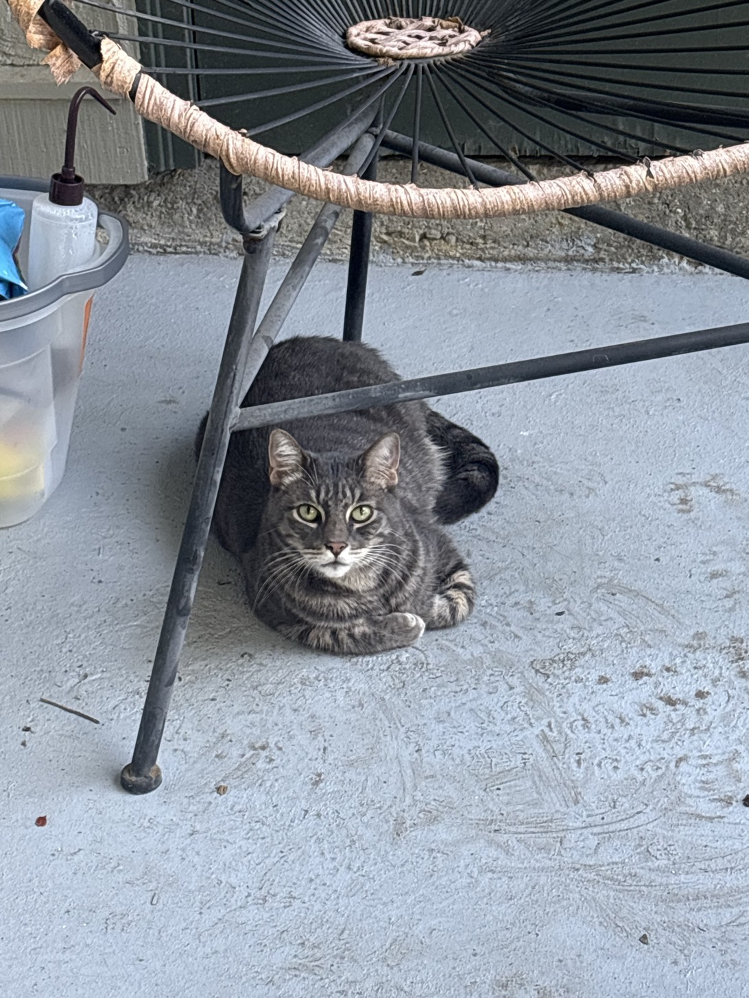 Wasabi, a cat found on Chonk Finder