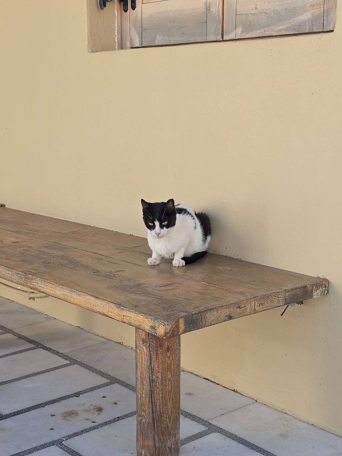 Scruff Lord, a cat found on Chonk Finder