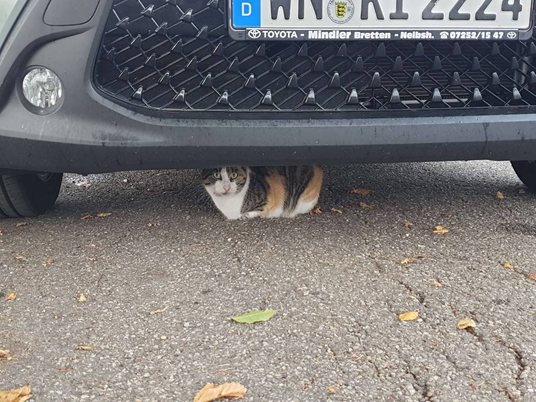 Lucky, a cat found on Chonk Finder