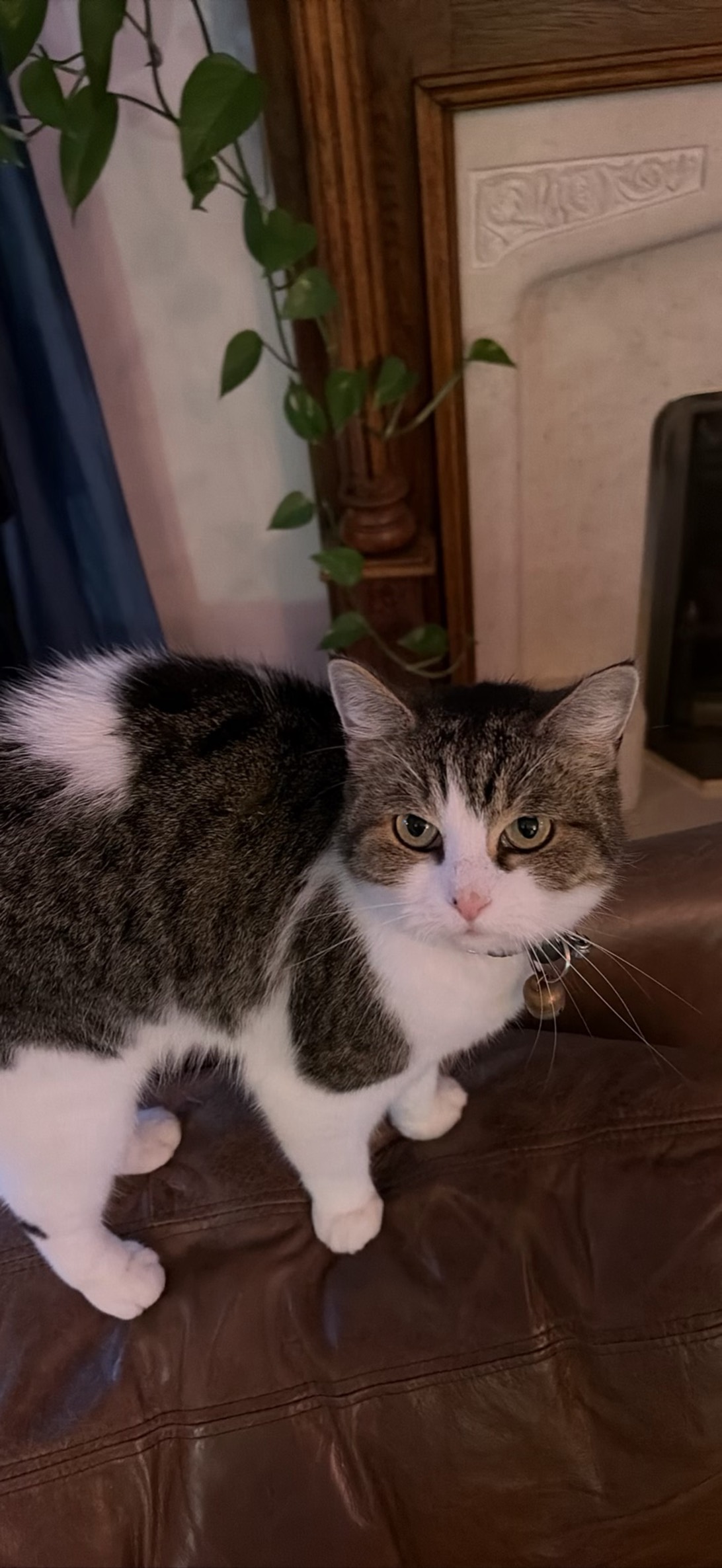 Sunny D, a cat found on Chonk Finder