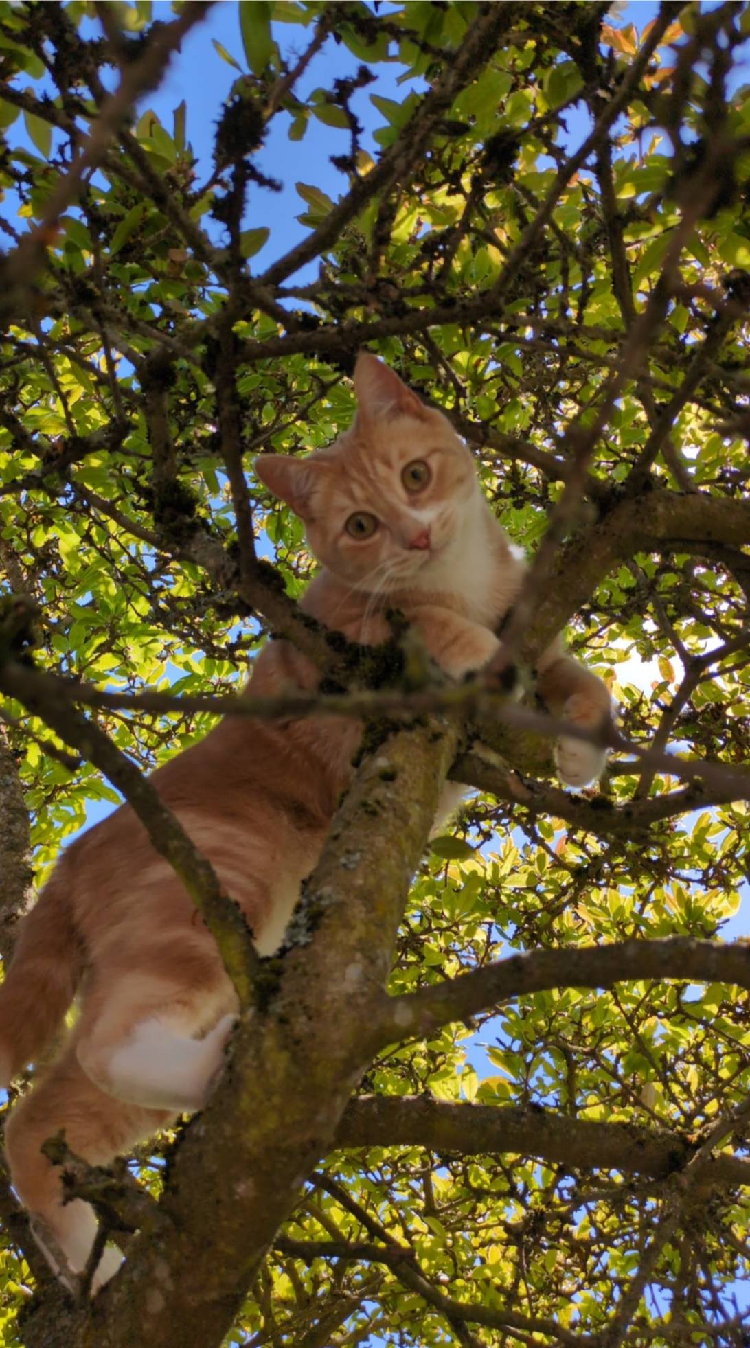 Loki, a cat found on Chonk Finder