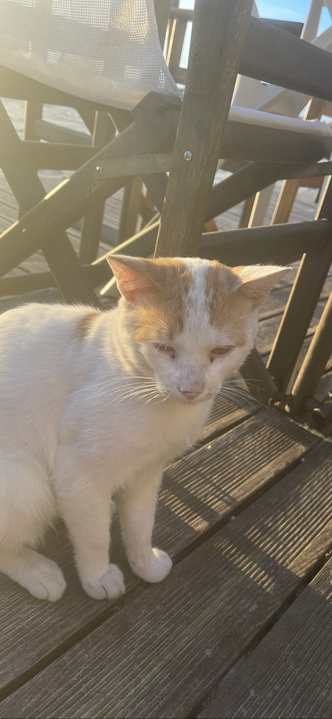 Cosmo, a cat found on Chonk Finder