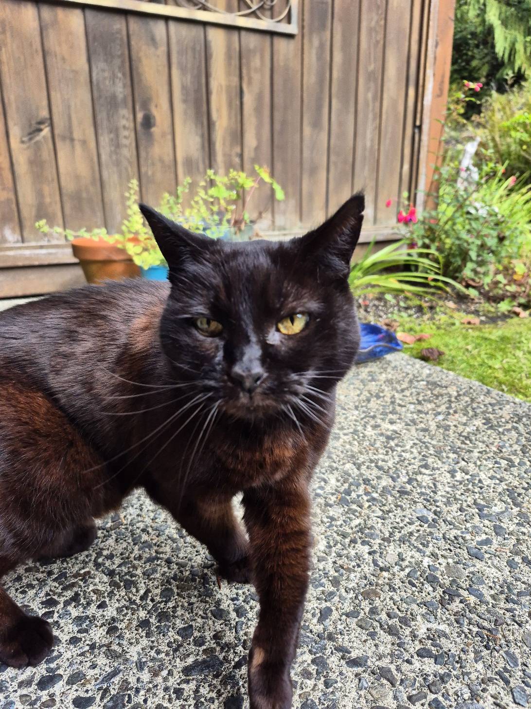 Luna, a cat found on Chonk Finder