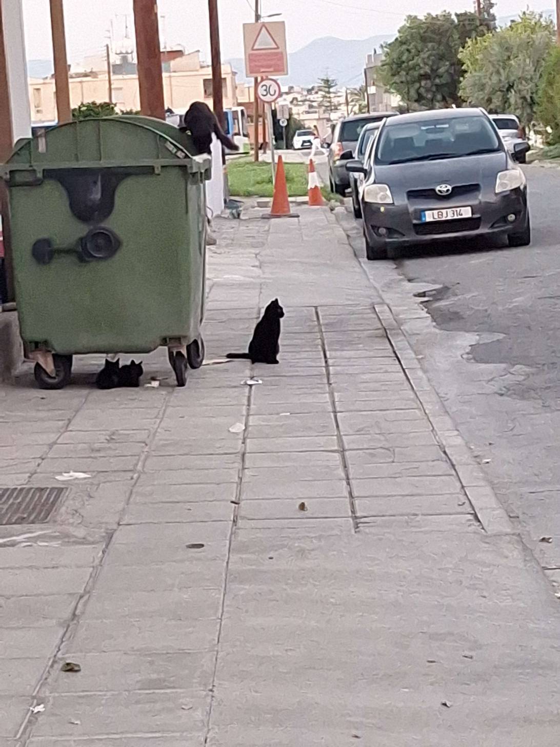 Stavros, a cat found on Chonk Finder