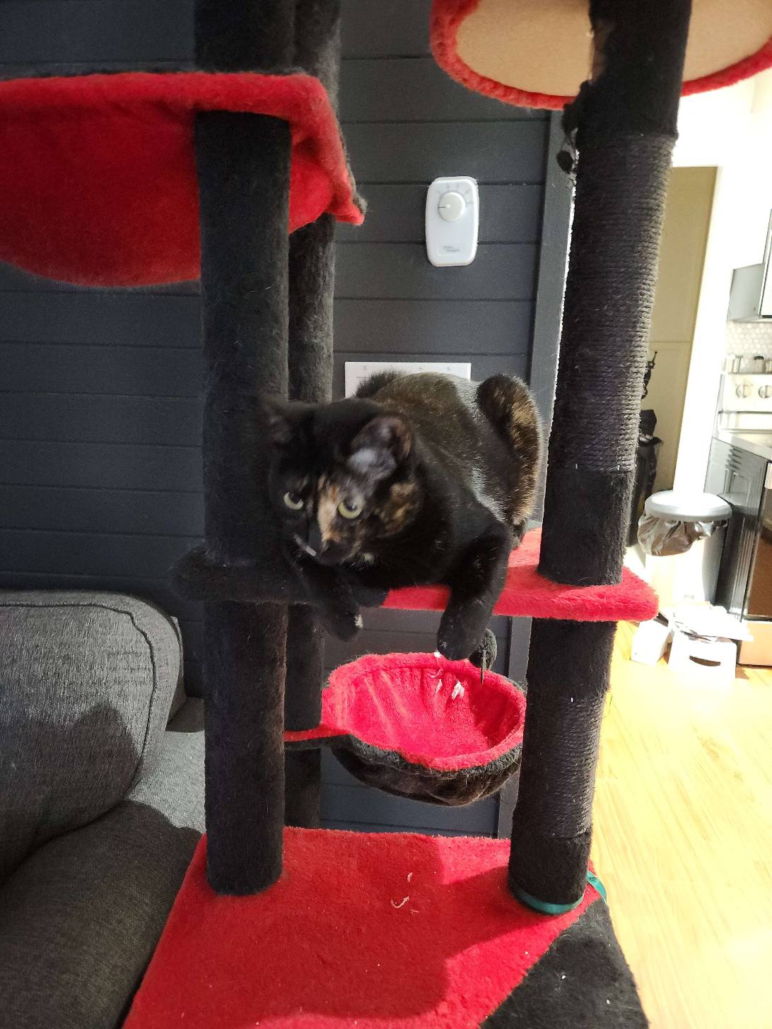 Misery, a cat found on Chonk Finder