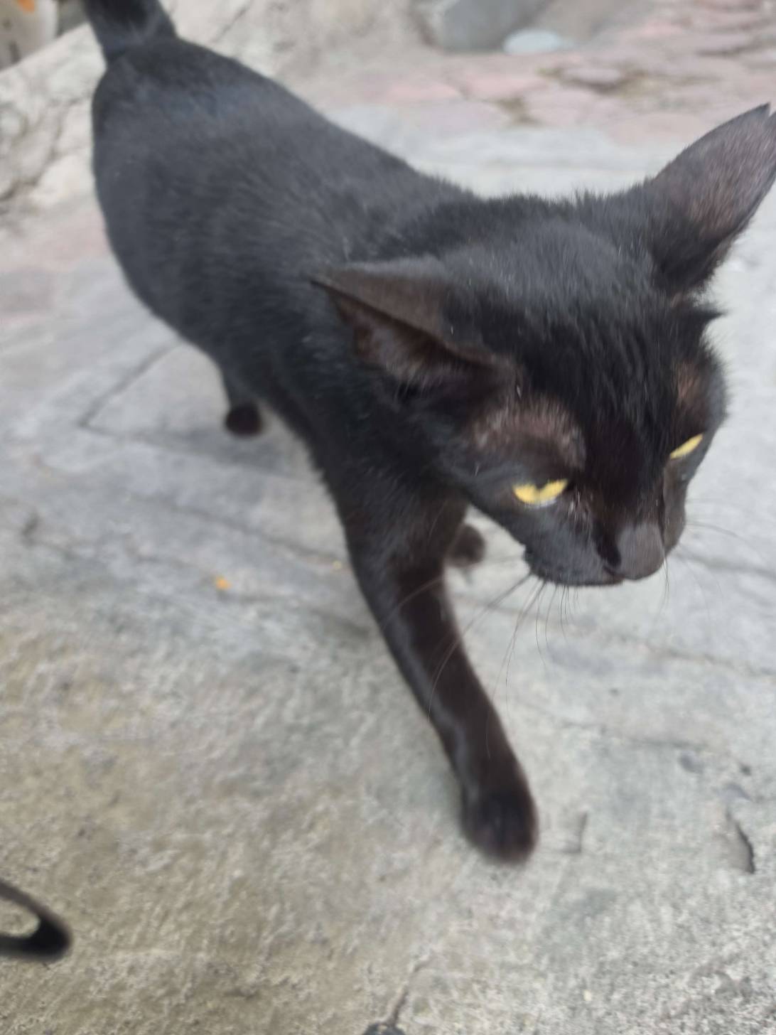 Nero Kuta, a cat found on Chonk Finder