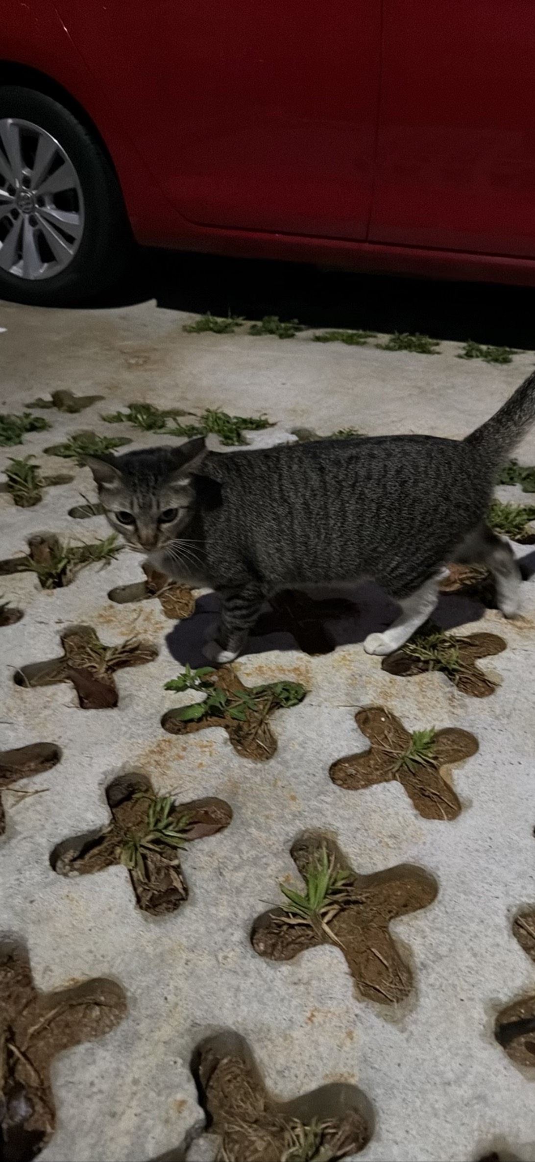 Mao mao, a cat found on Chonk Finder