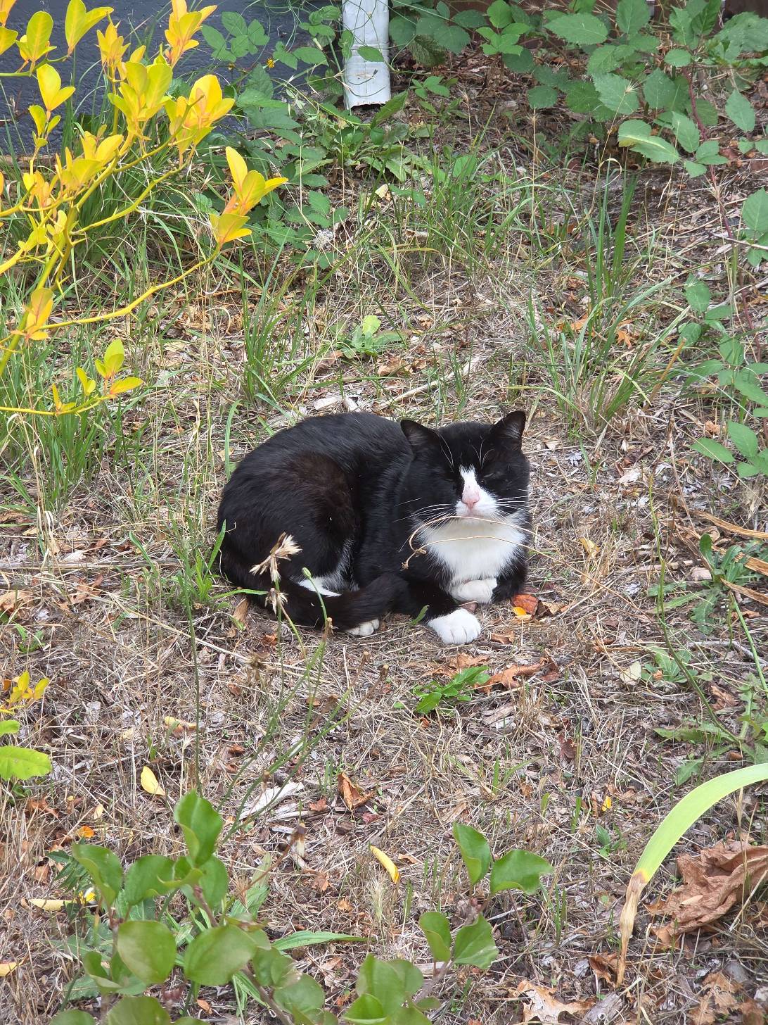 Jeeves, a cat found on Chonk Finder