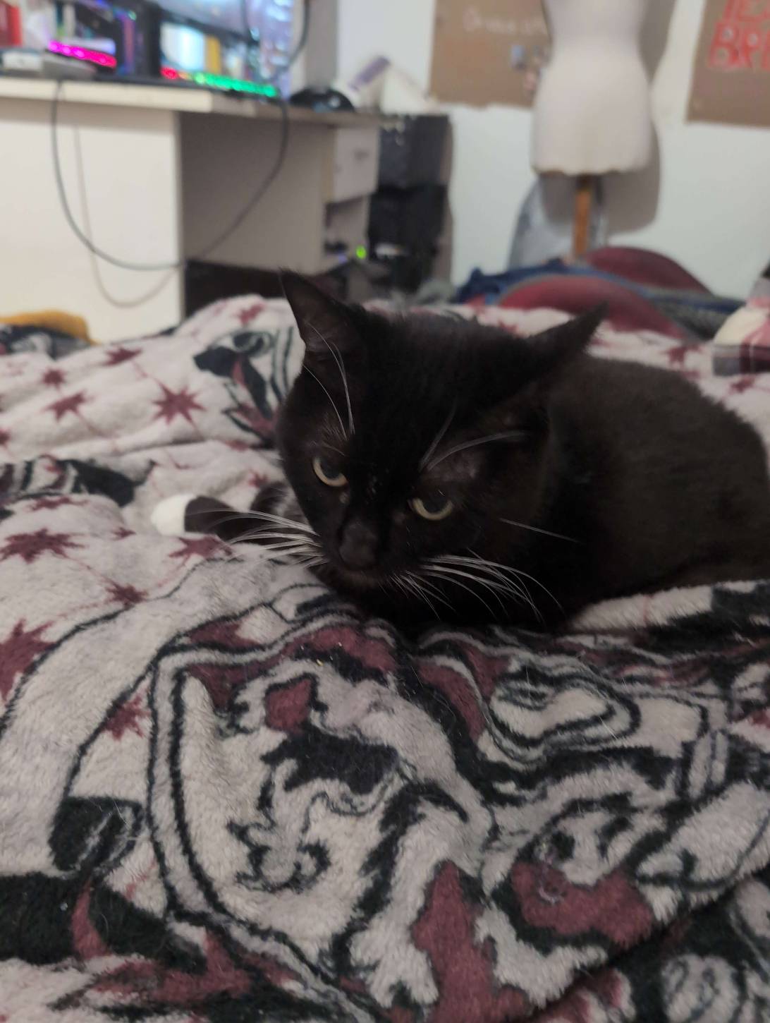 Capucine, a cat found on Chonk Finder