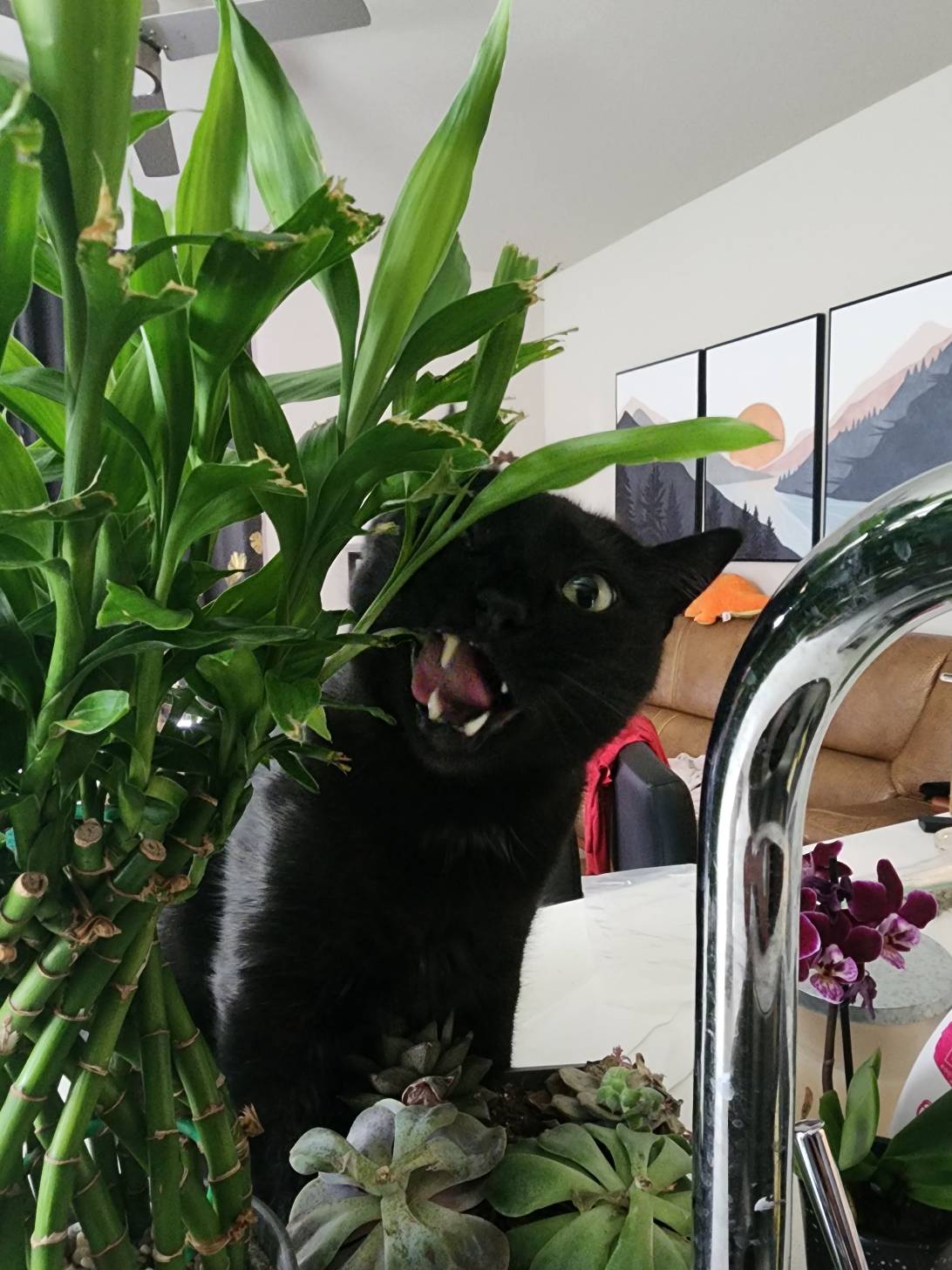 Neo, a cat found on Chonk Finder