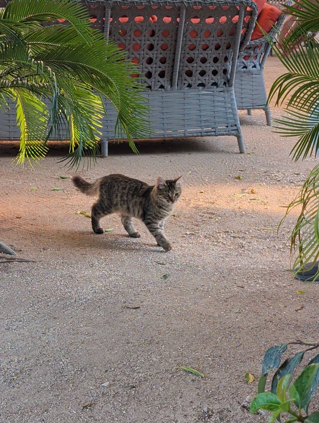 Zephyr, a cat found on Chonk Finder