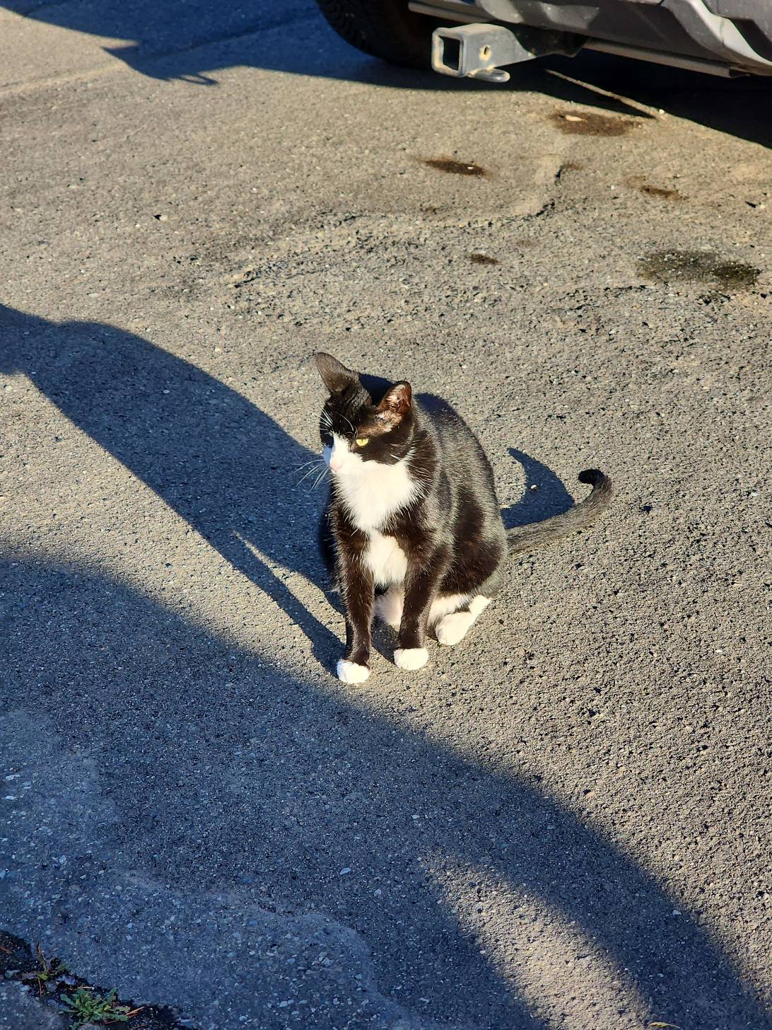 Bin, a cat found on Chonk Finder