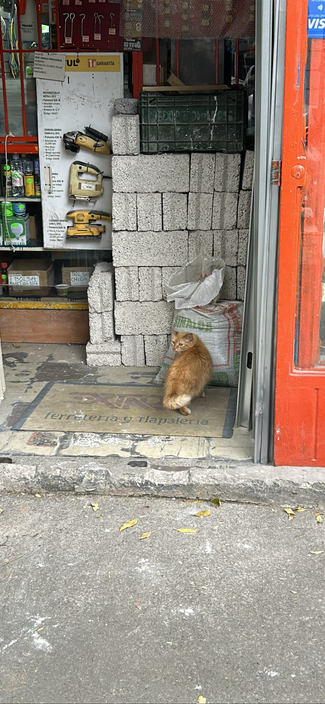 Ferretlapaleria, a cat found on Chonk Finder