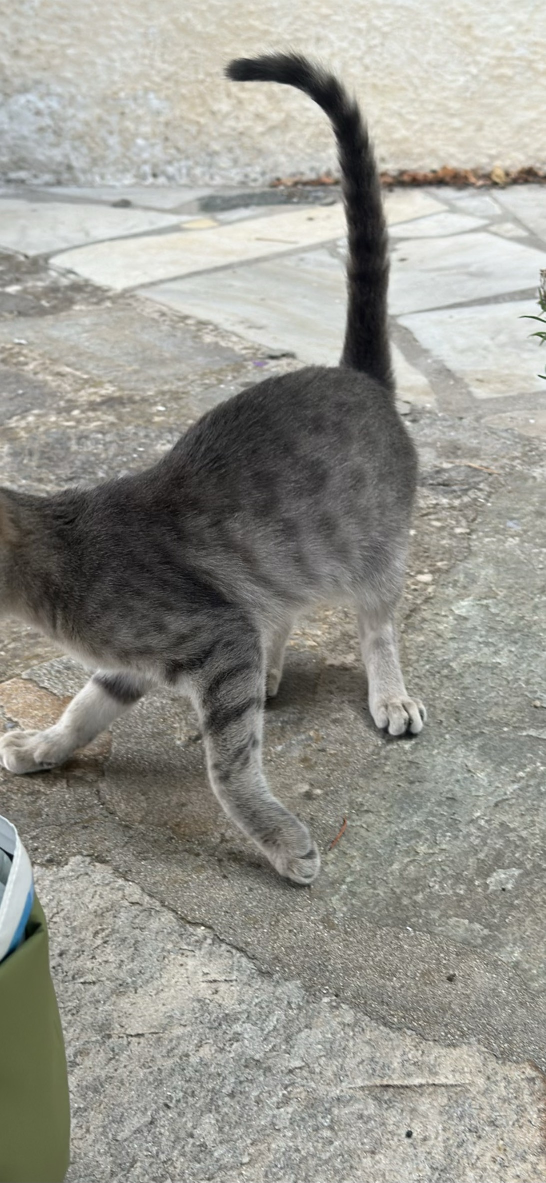 Starry littermate, a cat found on Chonk Finder