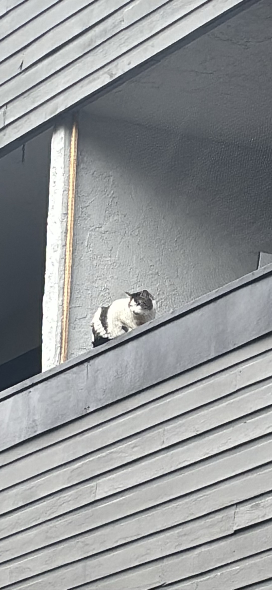 Gargoyle, a cat found on Chonk Finder