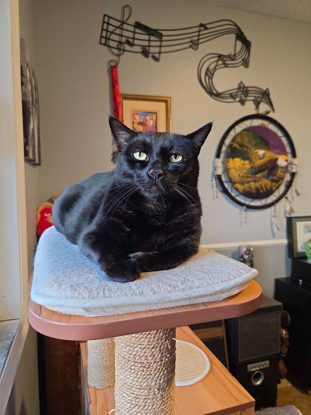 Lupin, a cat found on Chonk Finder