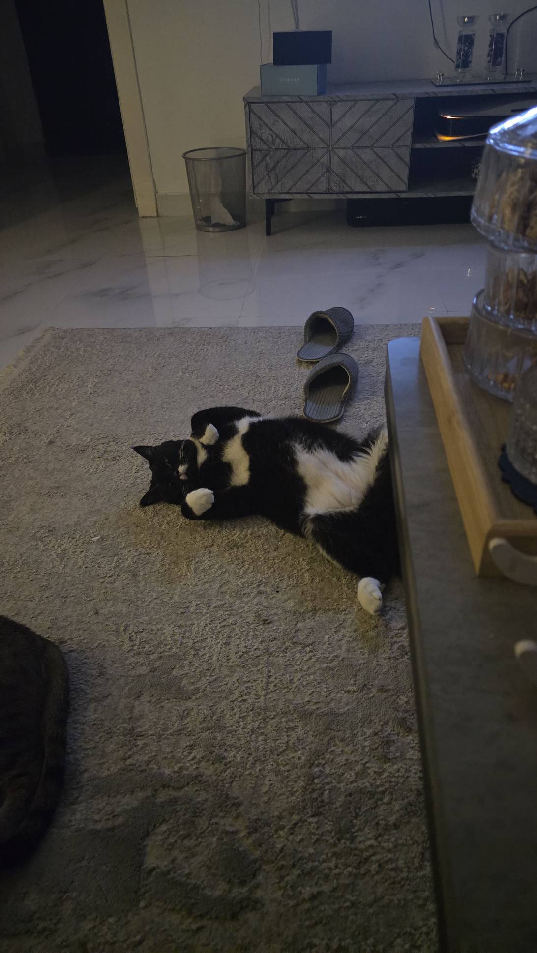 Charlie, a cat found on Chonk Finder