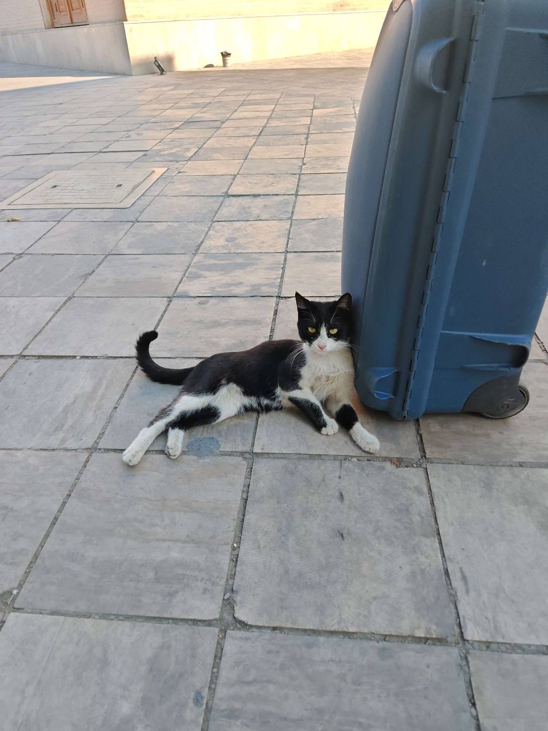 Gulliver, a cat found on Chonk Finder