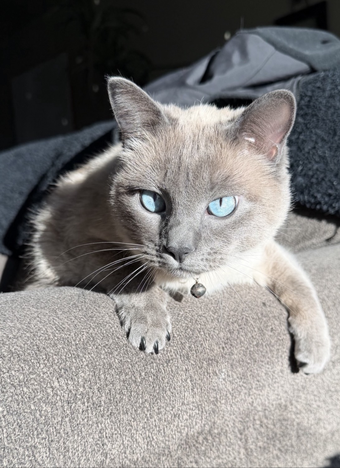 Taylor, a cat found on Chonk Finder