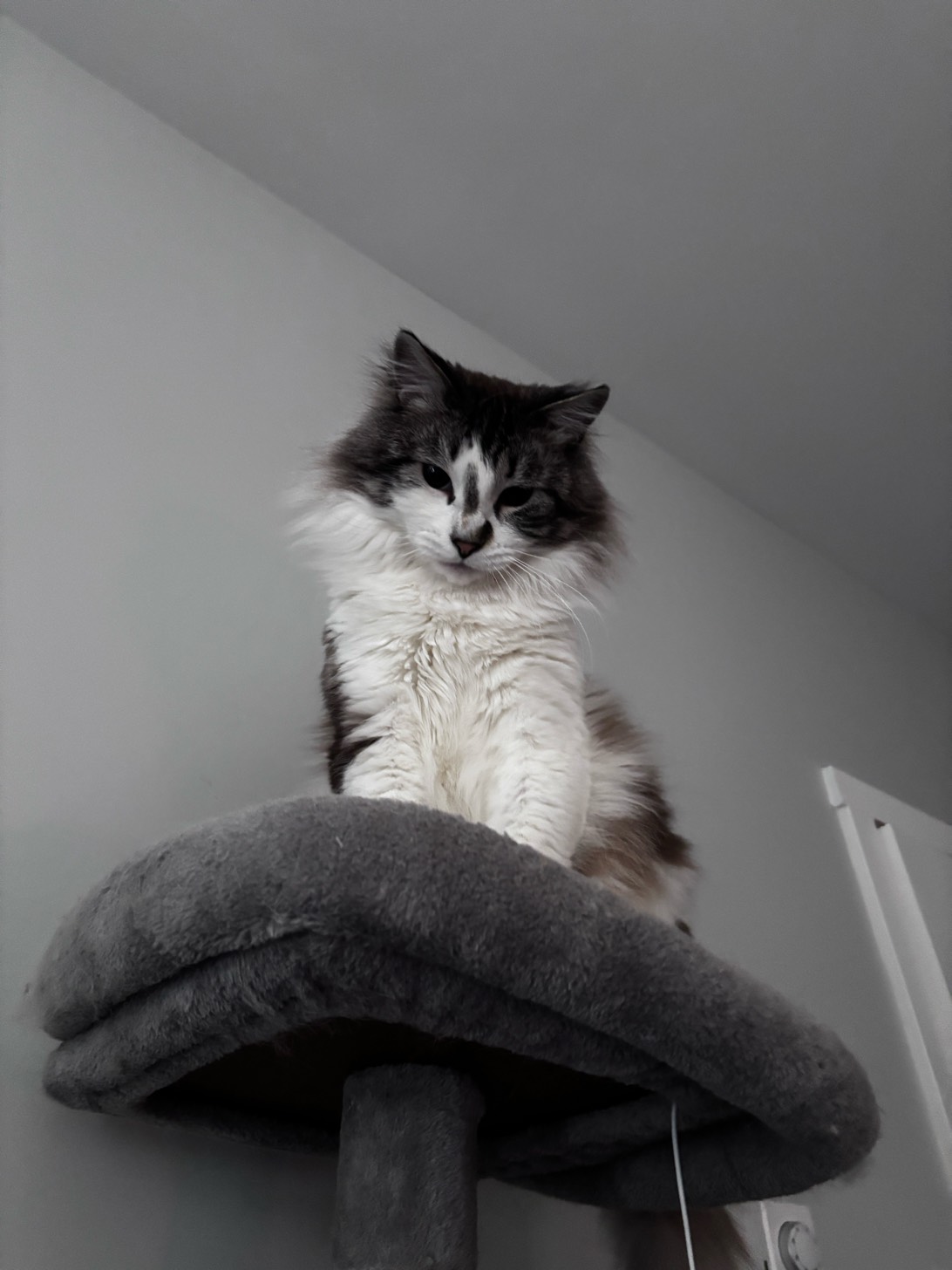 Vlad, a cat found on Chonk Finder