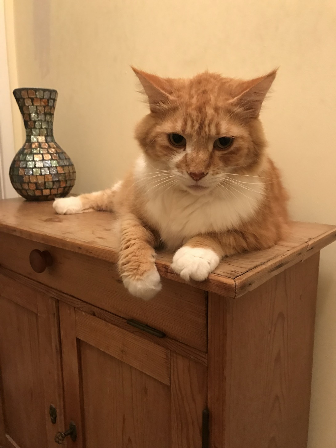Ginge, a cat found on Chonk Finder