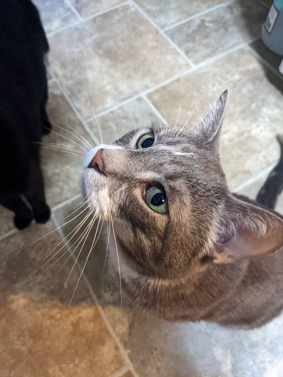 Grendel, a cat found on Chonk Finder