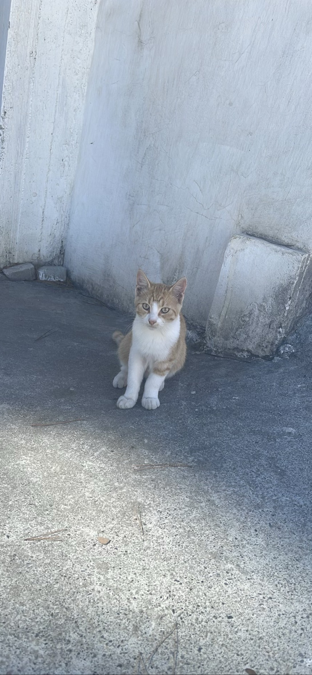 Cosmo, a cat found on Chonk Finder