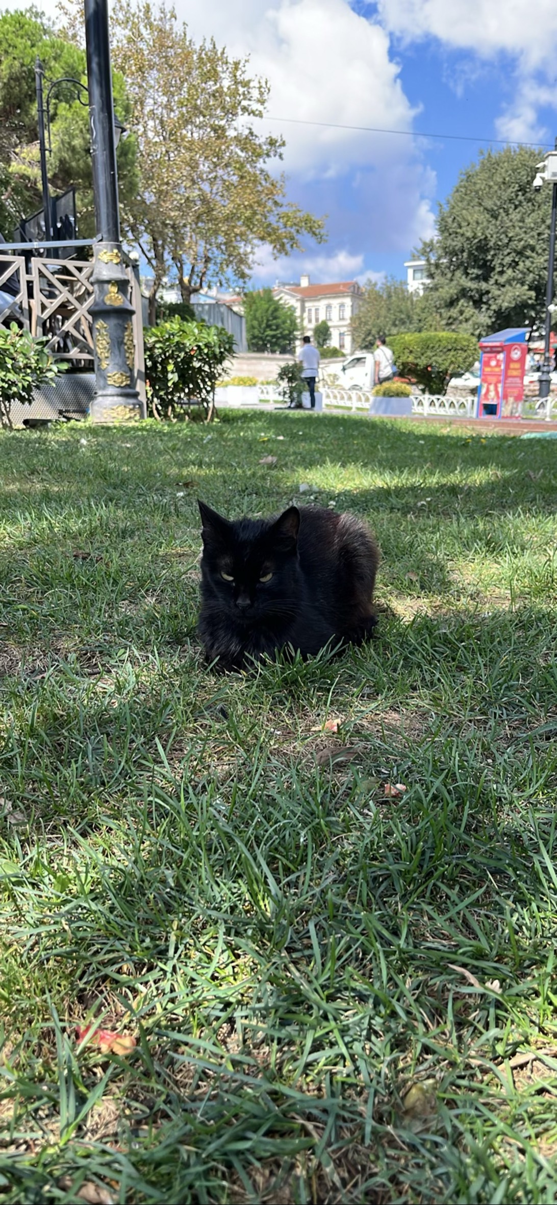 Omar, a cat found on Chonk Finder