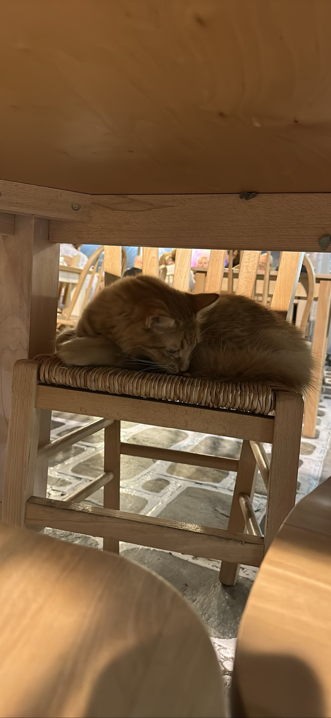 Tangerini, a cat found on Chonk Finder