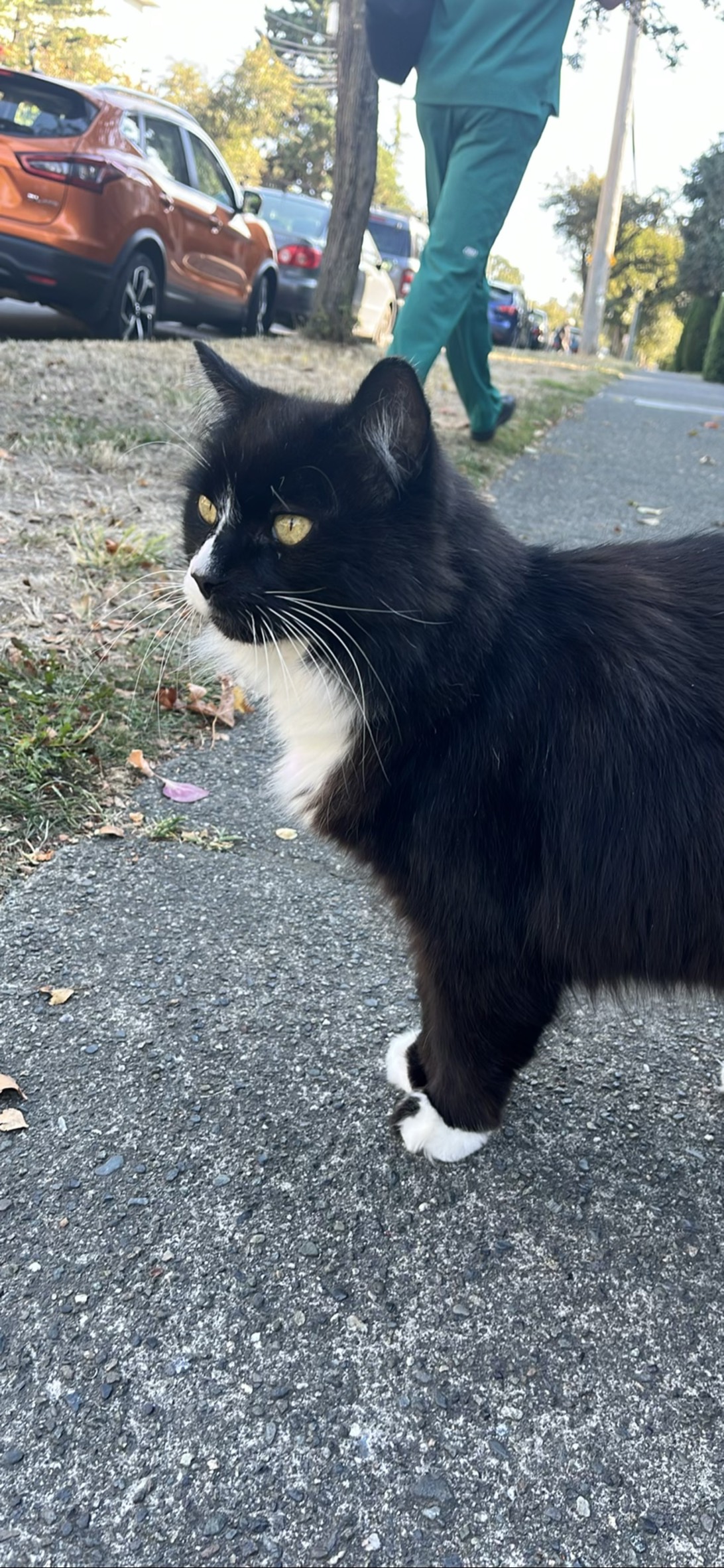 Pippin, a cat found on Chonk Finder