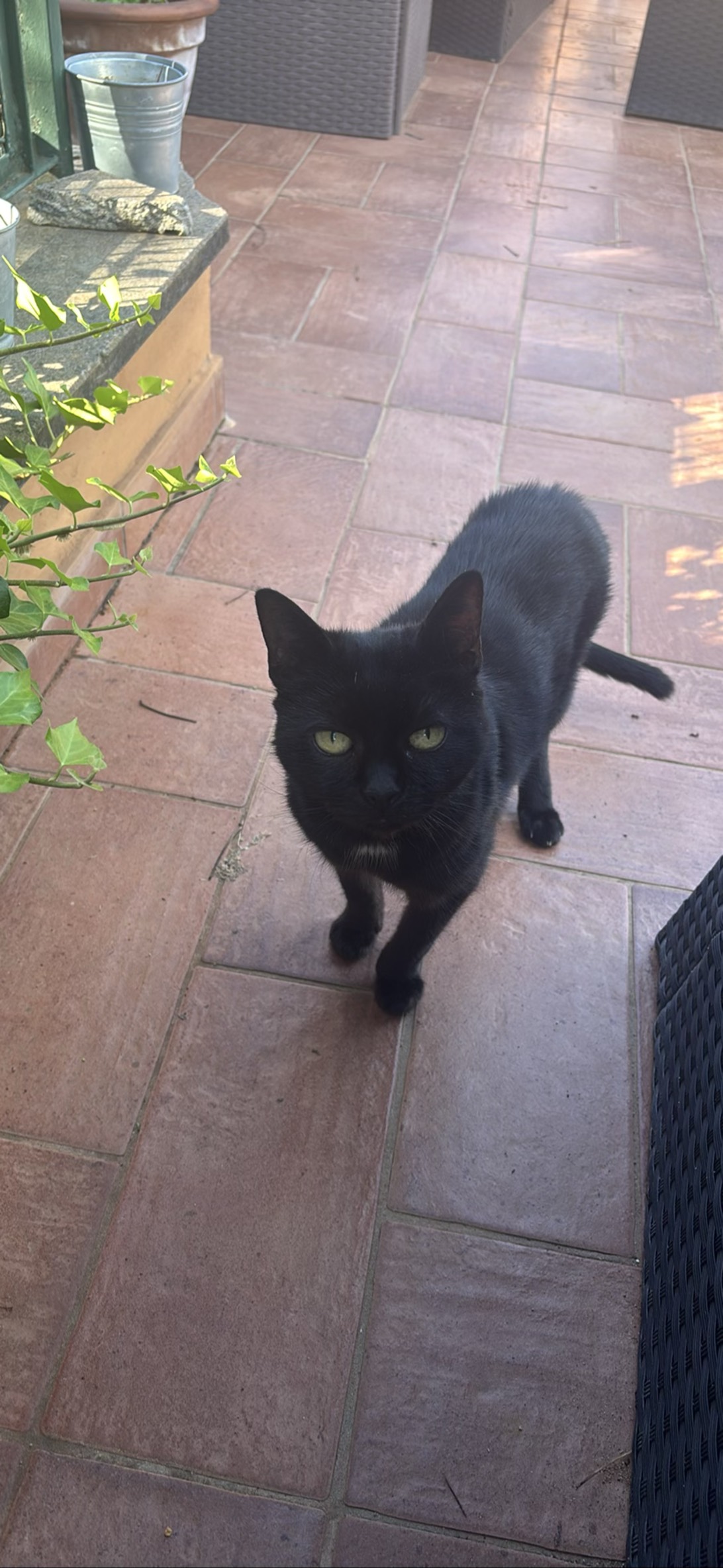 Eva, a cat found on Chonk Finder