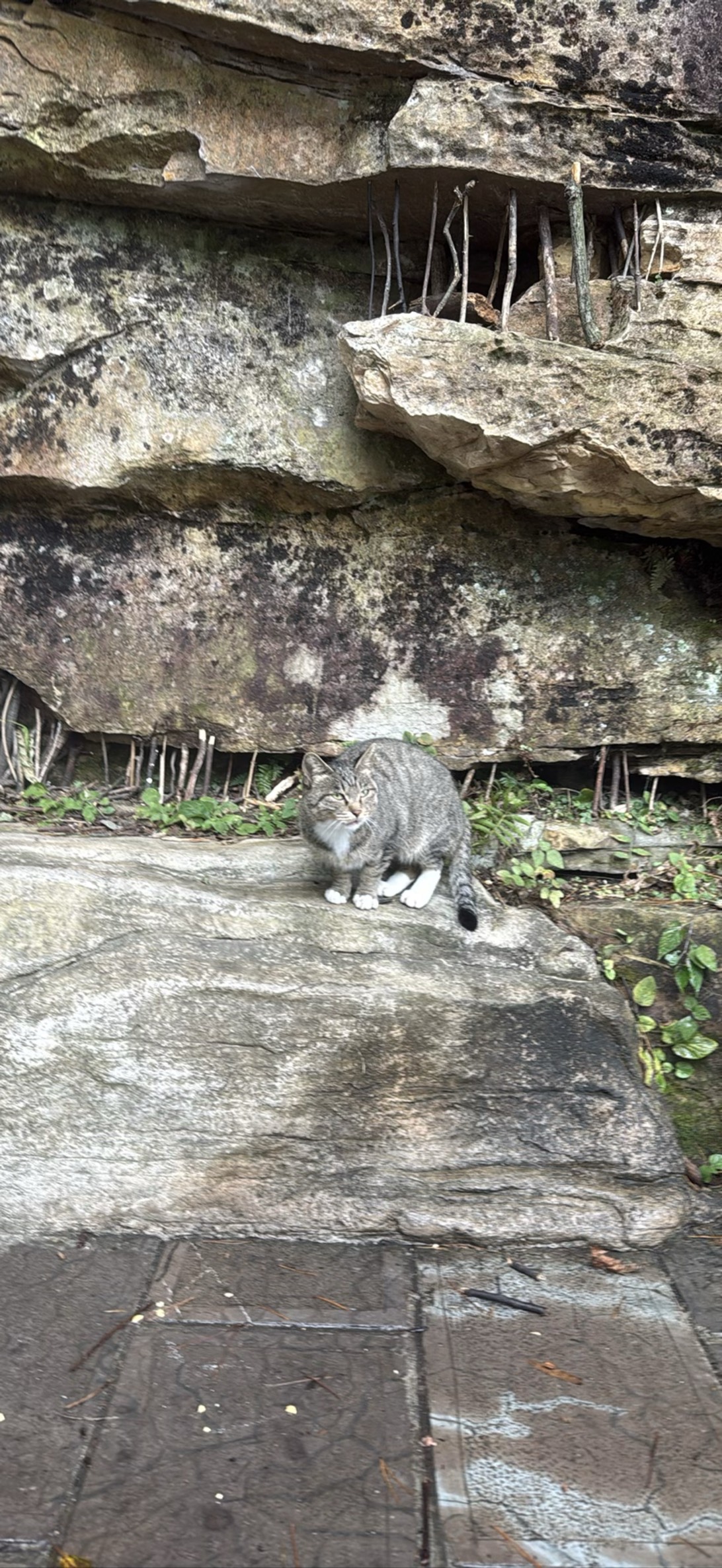 Grotto, a cat found on Chonk Finder