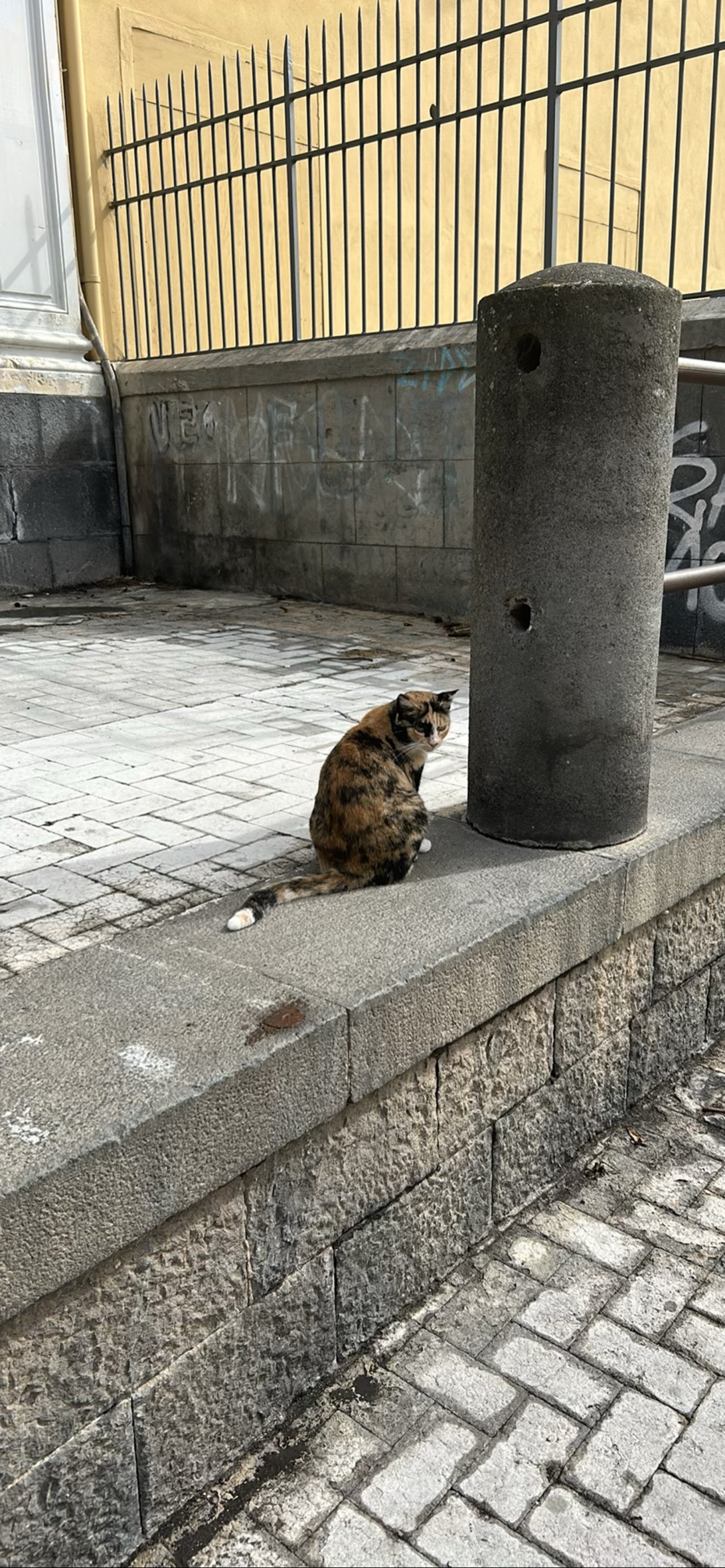 Mittens, a cat found on Chonk Finder