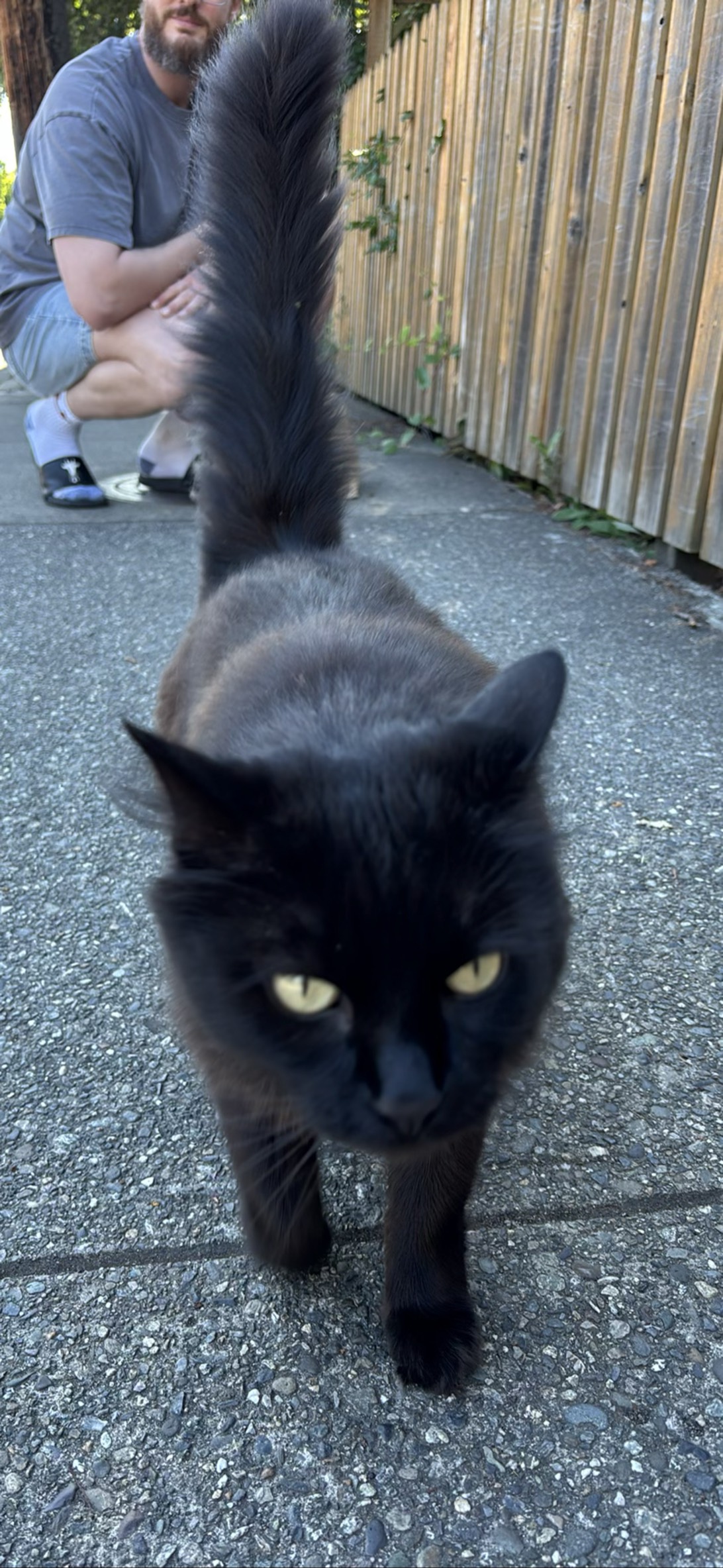 Missy Midnight, a cat found on Chonk Finder