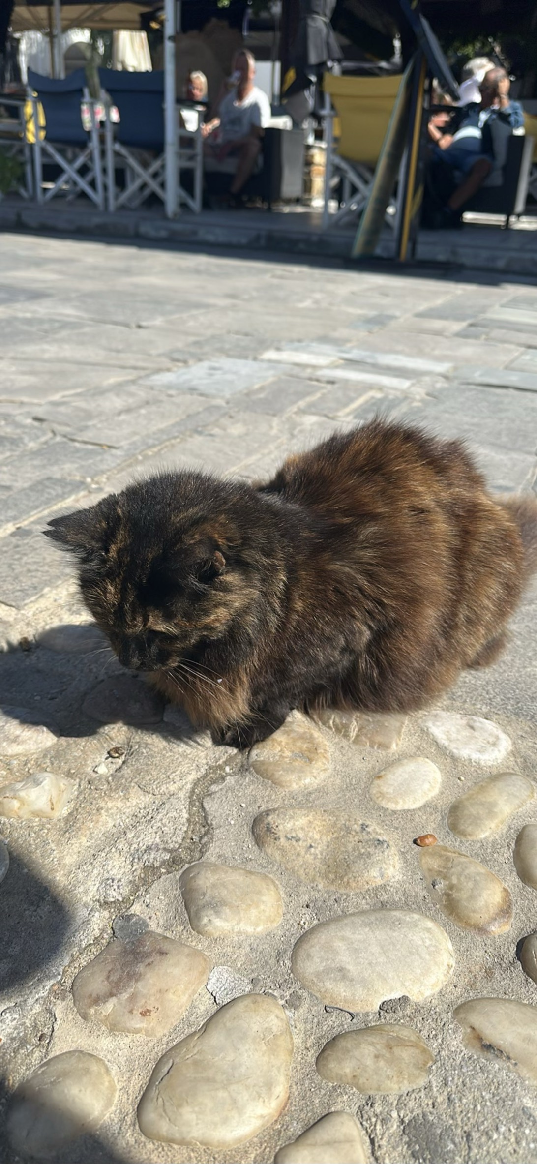 Agora, a cat found on Chonk Finder