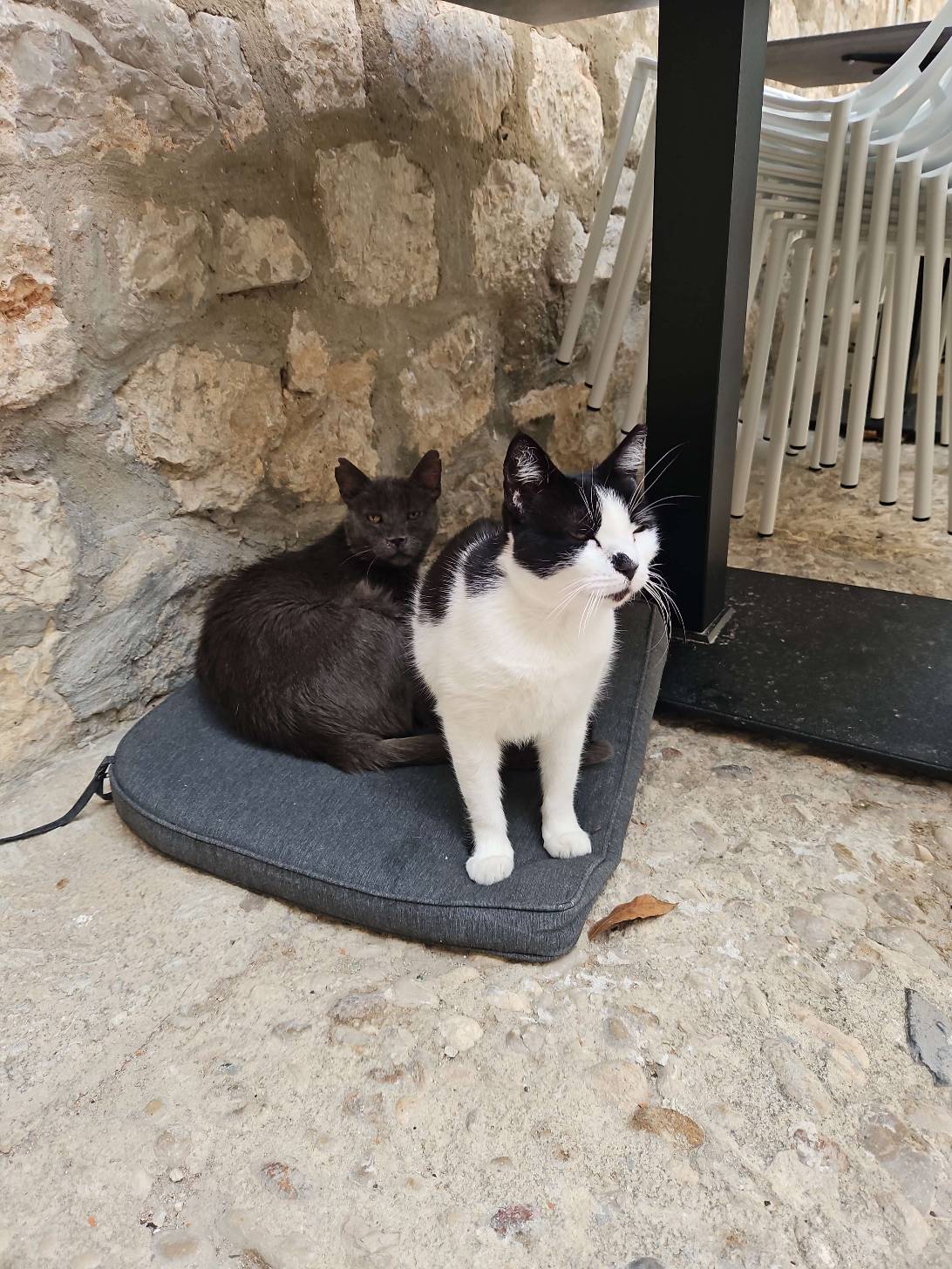 Sandor & Gregor Clegane, a cat found on Chonk Finder