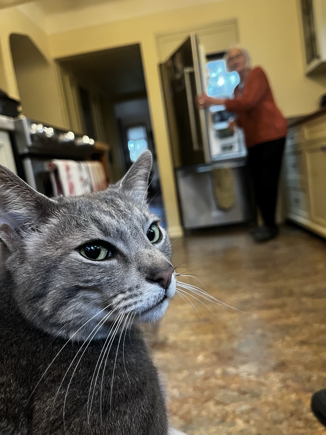 Mister Winston, a cat found on Chonk Finder