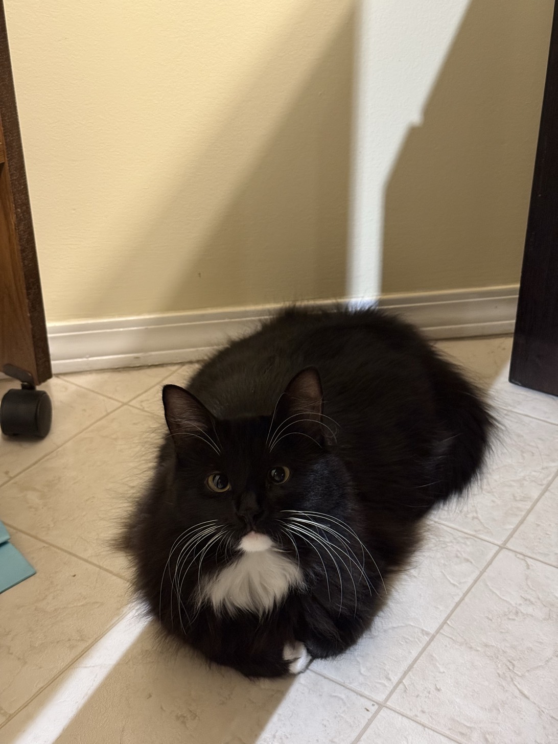 Eightball, a cat found on Chonk Finder
