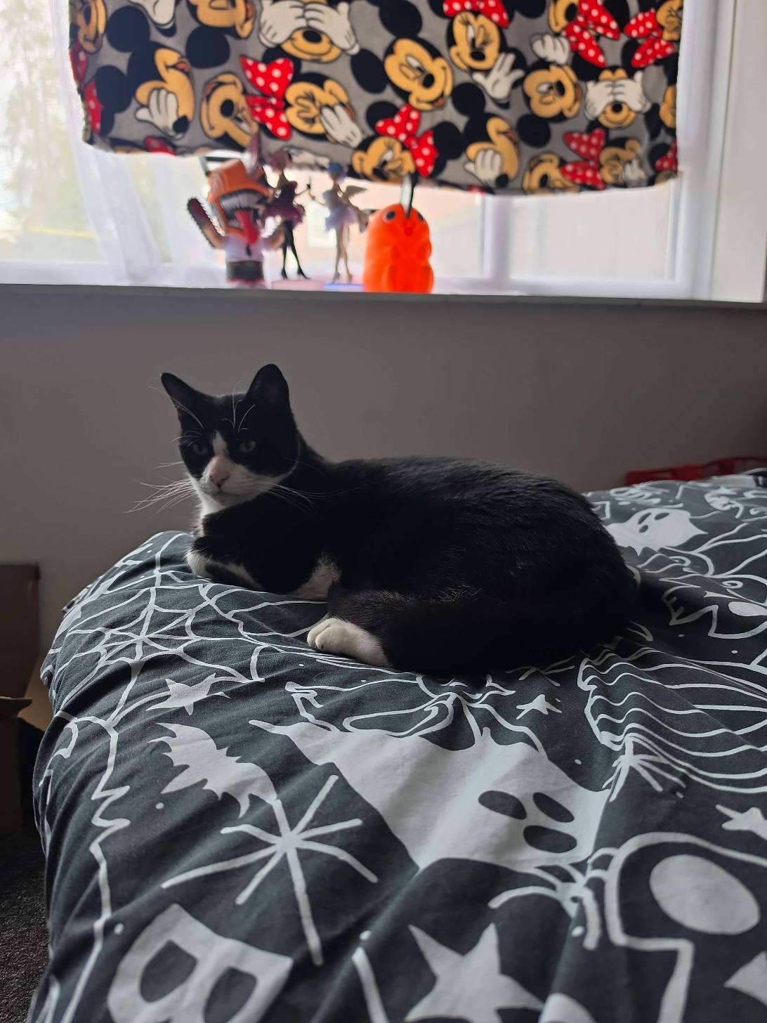 Jasper, a cat met on Chonk Finder